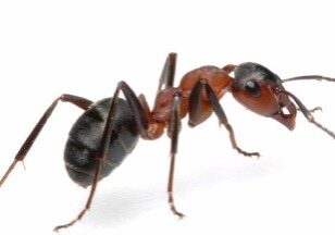 ants