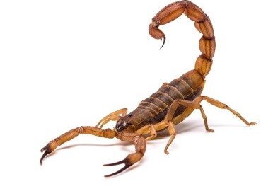scorpion